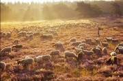 Netherlands, Havelte. Shepherd and his flock of sheep in a field of heath on an early summer morning. Havelterberg.