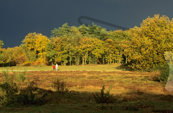 Couple walking between fields of heath