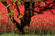 Tree in front of a bulb field and red tulips