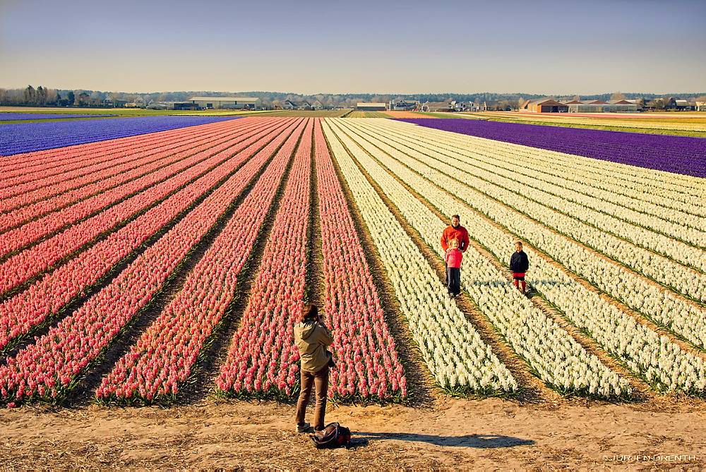 NETHERLANDS. TOURISTS IN A FLOWER-BULB-FIELD