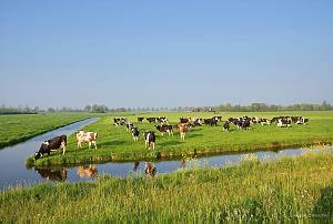 Netherlands, Bodegraven. Cows standing in a meadow. 