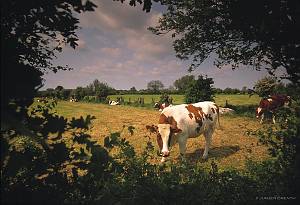 Netherlands, Boxmeer. Cows in a meadow at the scenic-area of 'Maasheggen' blackthorn hedges. This kind of fencing is typical for this area along the Maas river.