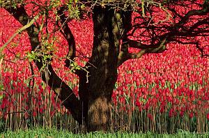 Netherlands, Burgervlotbrug. Tree in front of a bulb field and red tulips.