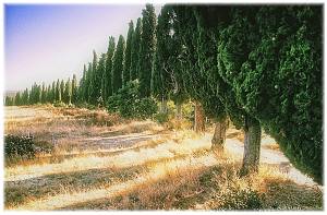 Italy, Toscane (Tuscany), cypress trees near Lilliano.