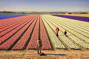 Netherlands, Lisse. A man working between the tulips in his bulb field. He is removing non-perfect flowers. This activity is called 'ziekzoeken' (such as; 'sick-seeking').