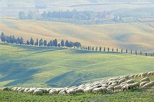 Italy, Toscane (Tuscany), Crete area, cypress trees and sheep near San Giovanni d'Asso,